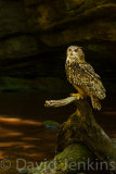 Eagle Owl.
