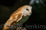 Barn owl.