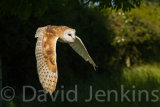 Barn Owl in flight.