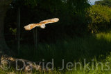 Barn owl.