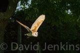 Barn owl in flight.