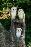 Young Barn owls.