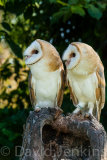 Young Barn owls.