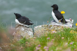 Razorbills