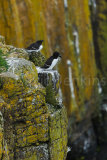 Razorbills