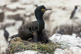 Shag parent and chicks.