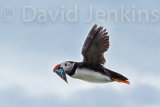 Puffin in flight with Sand Eels.