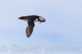 Puffin in flight.