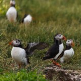 Puffins