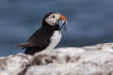 Puffin with Sand Eels.