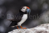 Puffin with Sand Eels.