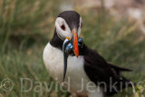 Puffin with Sand Eels.