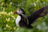 Puffin exercising its wings.