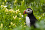 Puffin