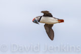 Puffin in flight with Sand Eels.