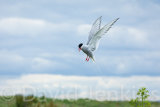 Arctic Tern