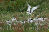 Sandwich Terns