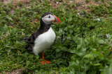 Puffin
