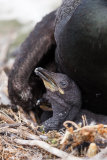 Recently hatched Shag chick.
