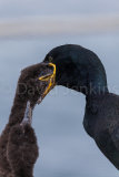Feeding Shag chick.