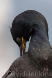 Shag preening.