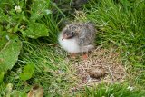 Arctic Tern chick and egg.