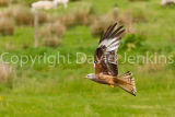 Red Kites