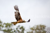Red Kite