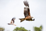 Red Kites