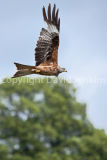 Red Kite