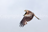 Red Kite