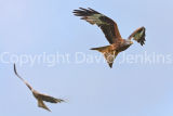 Red Kites
