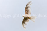 White Kite