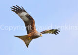 Red Kite