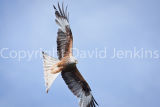 Red Kite