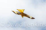 Red Kite