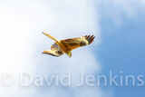 Red Kite