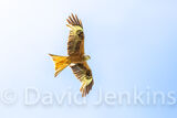 Red Kite