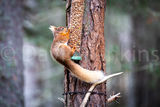Red Squirrel.
