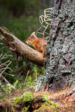 Red Squirrel.