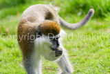 Vervet monkey
