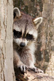 Raccoon