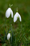 Snowdrop