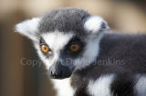 Ring tailed Lemur