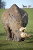Rhinoceros