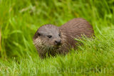 Otter