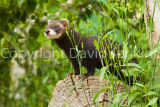 Polecat