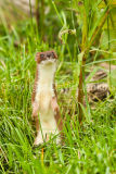Stoat