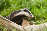 Badger