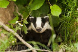 Badger